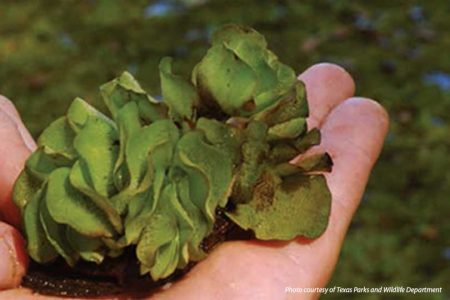 Giant Salvinia