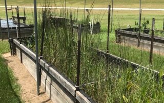 Bull Rush from the Native Plant Nursery