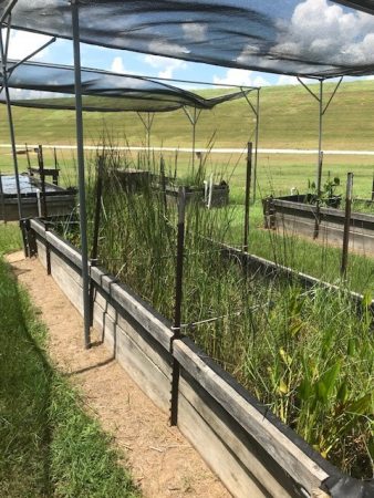 Bull Rush from the Native Plant Nursery