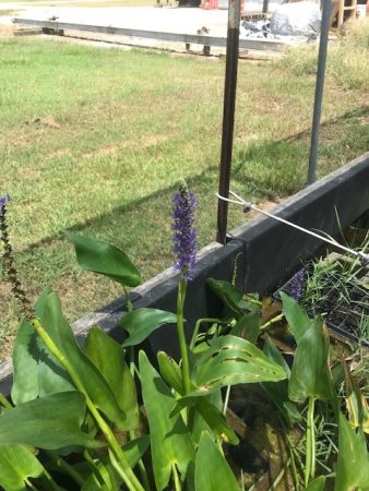 Pickerelweed from the Native Plant Nursery