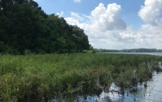 Water Willow thriving on the shoreline in Caney Creek