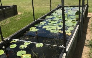 White Water Lilly from the Native Plant Nursery