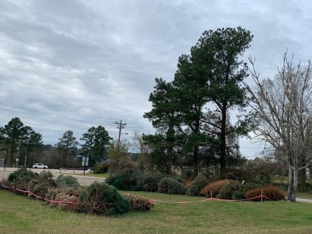 Christmas trees from the 2022 tree drive